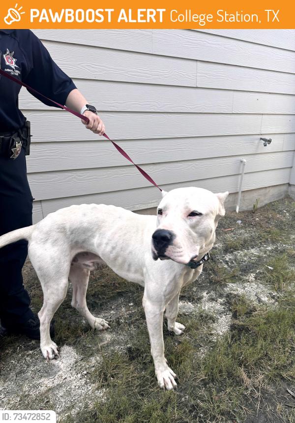 Found/Stray Male Dog last seen Near amistad loop, College Station, TX 77845