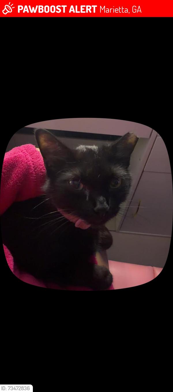 Lost Female Cat last seen Favor rd and windy hill, Marietta, GA 30060