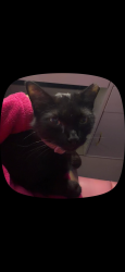 Lost Female Cat last seen Favor rd and windy hill, Marietta, GA 30060