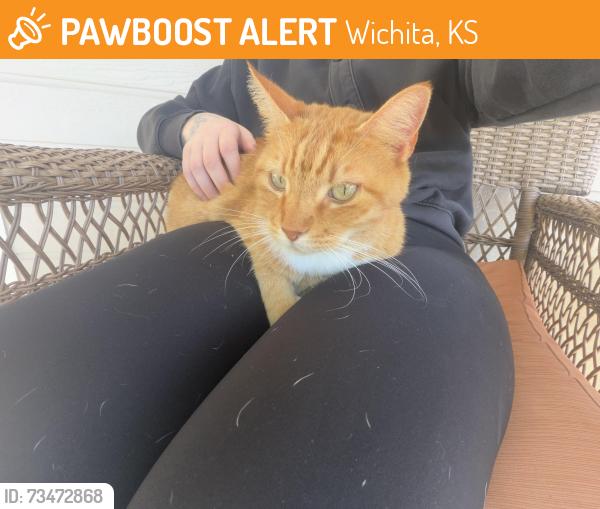 Found/Stray Female Cat last seen Cranbrook street, Wichita, KS 67207