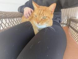 Found/Stray Female Cat last seen Cranbrook street, Wichita, KS 67207