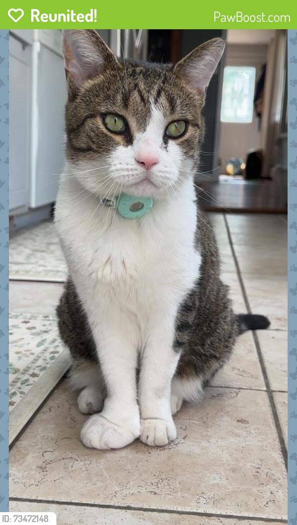 Reunited Male Cat last seen Lafayette & Elizabeth, Bordentown, NJ 08505