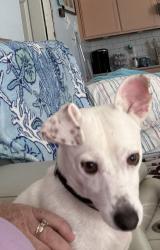 Found/Stray Male Dog last seen Rountree Rd and Abbott Farm Rd, Pitt County, NC 28513