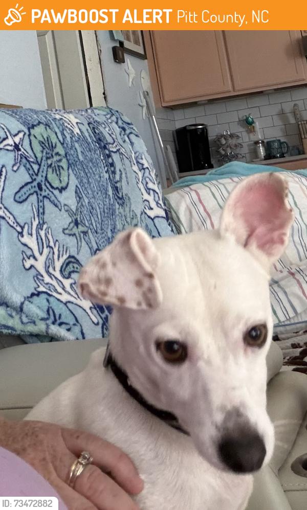 Found/Stray Male Dog last seen Rountree Rd and Abbott Farm Rd, Pitt County, NC 28513