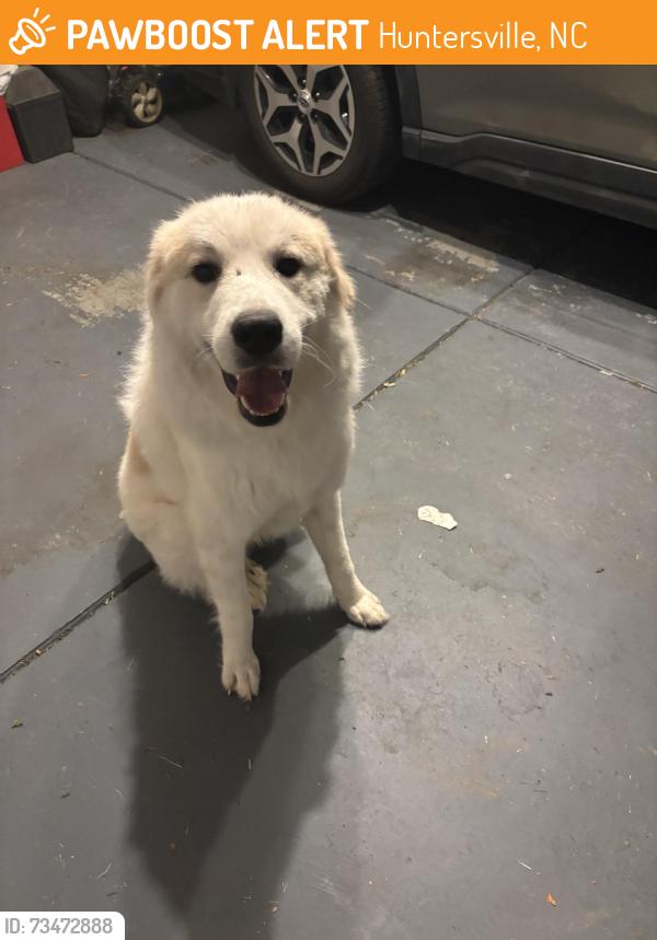 Found/Stray Male Dog last seen Found in Latta Nature Preserve, Huntersville, NC 28078