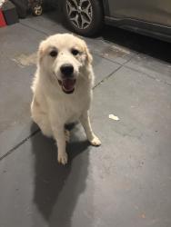 Found/Stray Male Dog last seen Found in Latta Nature Preserve, Huntersville, NC 28078