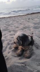 Lost Female Dog last seen Near and commercial Blvd, Fort Lauderdale, FL 33309