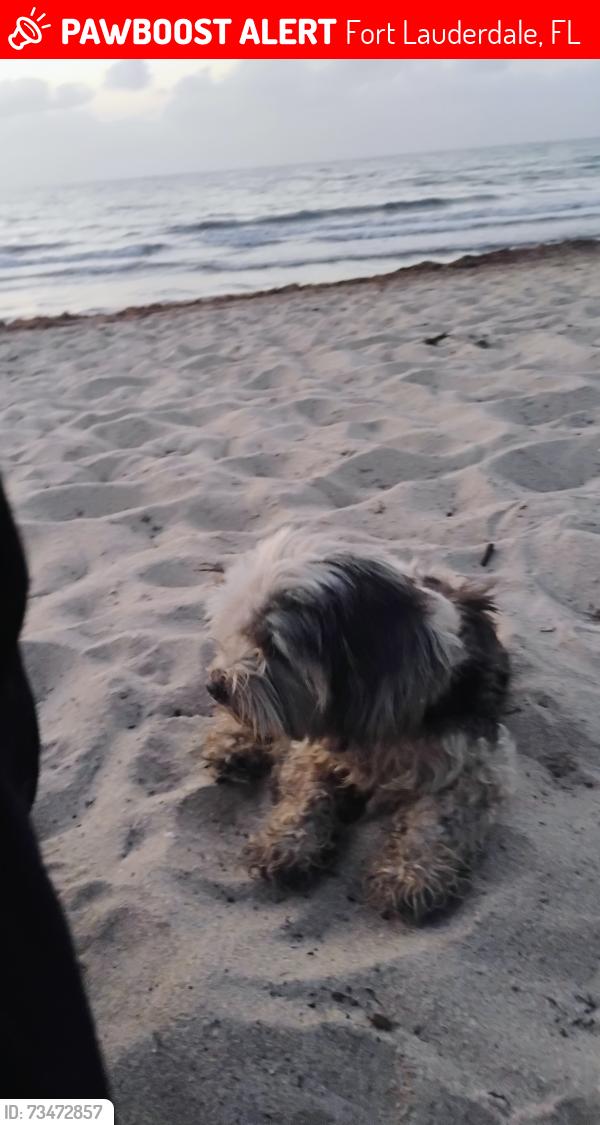 Lost Female Dog last seen Near and commercial Blvd, Fort Lauderdale, FL 33309