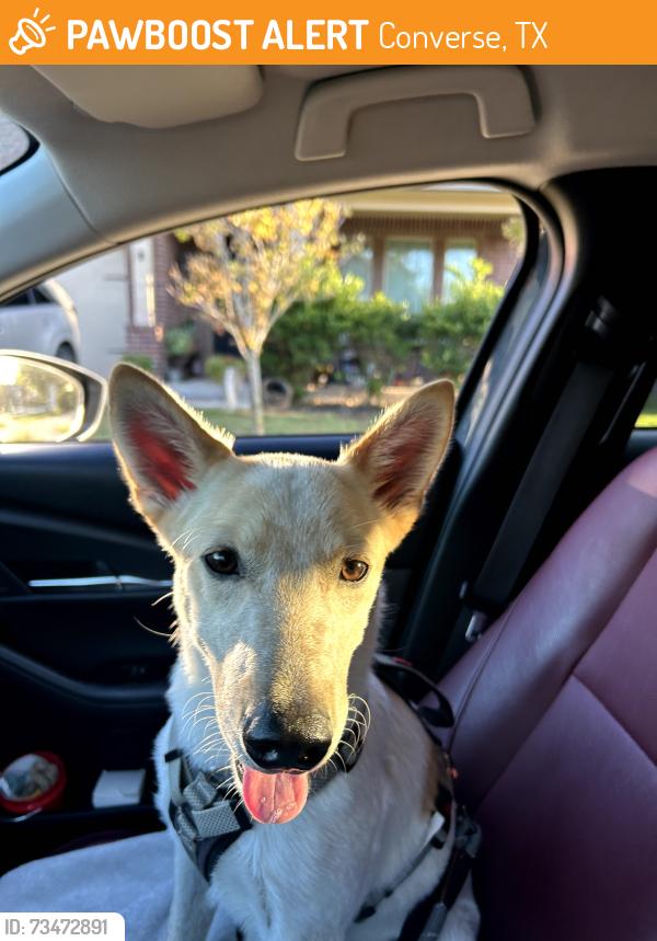 Found/Stray Male Dog last seen Meadow Lark and Lone Shadow Trail, Converse, TX 78109