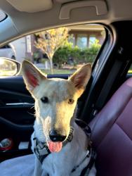 Found/Stray Male Dog last seen Meadow Lark and Lone Shadow Trail, Converse, TX 78109