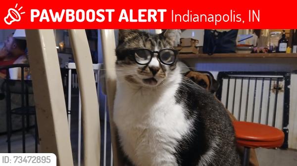 Lost Male Cat last seen Gerrard dr, Indianapolis, IN 46221
