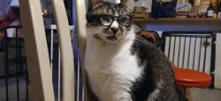 Lost Male Cat last seen Gerrard dr, Indianapolis, IN 46221
