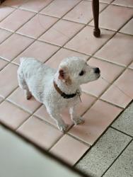 Lost Male Dog last seen Highway 78 and Roper Road, Trussville, Alabama, Trussville, AL 35173