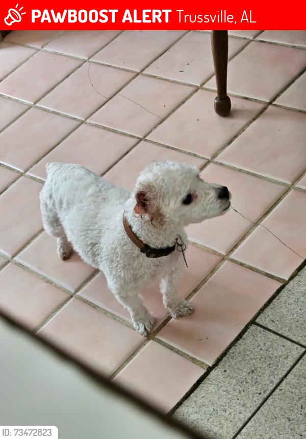 Lost Male Dog last seen Highway 78 and Roper Road, Trussville, Alabama, Trussville, AL 35173