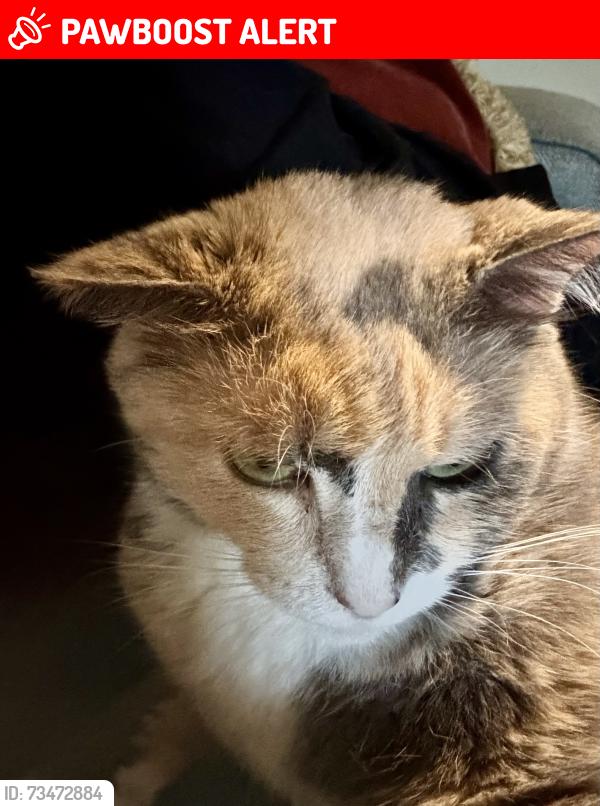 Lost Female Cat last seen Walden Rd and Burning Tree Dr., Montgomery County, TX 77356