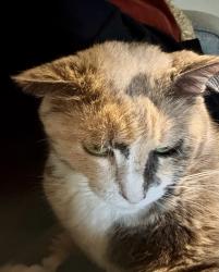 Lost Female Cat last seen Walden Rd and Burning Tree Dr., Montgomery County, TX 77356