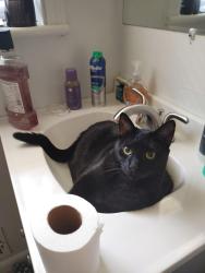Lost Female Cat last seen Glenwood Rd, Decatur, GA 30035