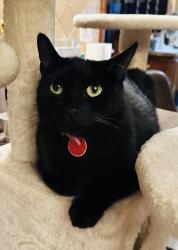 Lost Female Cat last seen Mangate/Temple, La Puente, CA 91744