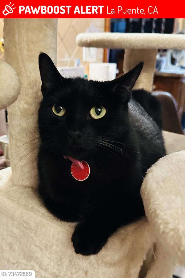 Lost Female Cat last seen Mangate/Temple, La Puente, CA 91744