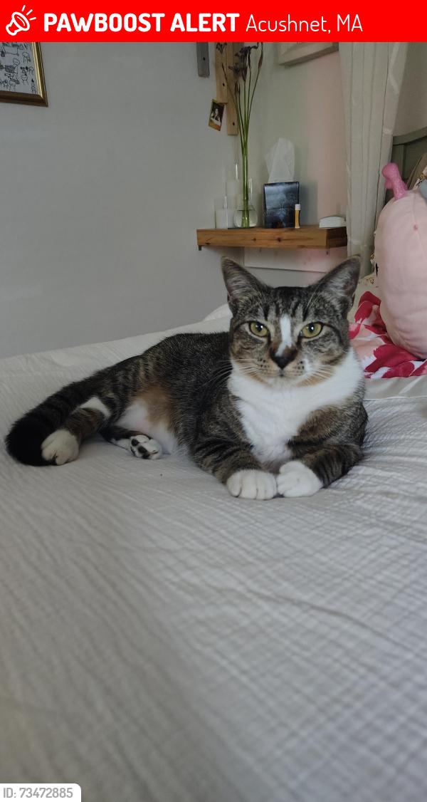 Lost Female Cat last seen Rock St/Orchard St, Acushnet, MA 02743