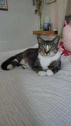 Lost Female Cat last seen Rock St/Orchard St, Acushnet, MA 02743