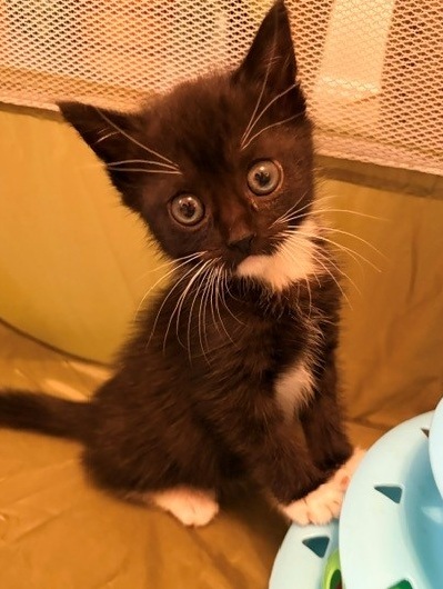 Shelter Stray Female Cat last seen Near W 1680 N, Clinton, UT 84015, USA, 1422 E 600 N, Fruit Heights, UT 84037, USA