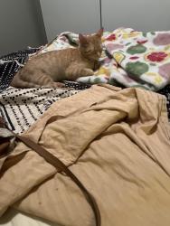 Lost Male Cat last seen Macvicer 22nd, Topeka, KS 66611