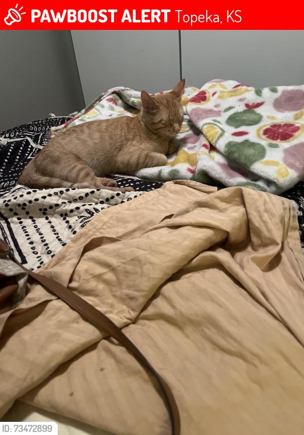 Lost Male Cat last seen Macvicer 22nd, Topeka, KS 66611