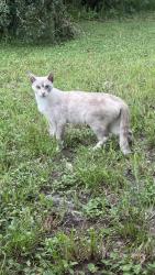 Found/Stray Male Cat last seen Michigan Ave & Minnesota, Winter Park, Winter Park, FL 32789