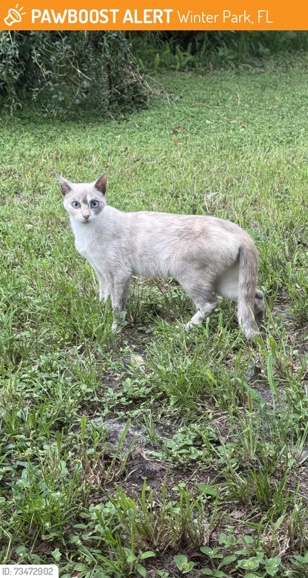 Found/Stray Male Cat last seen Michigan Ave & Minnesota, Winter Park, Winter Park, FL 32789