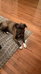 Lost Female Dog last seen Poplar tree and walney, Chantilly, VA 20151
