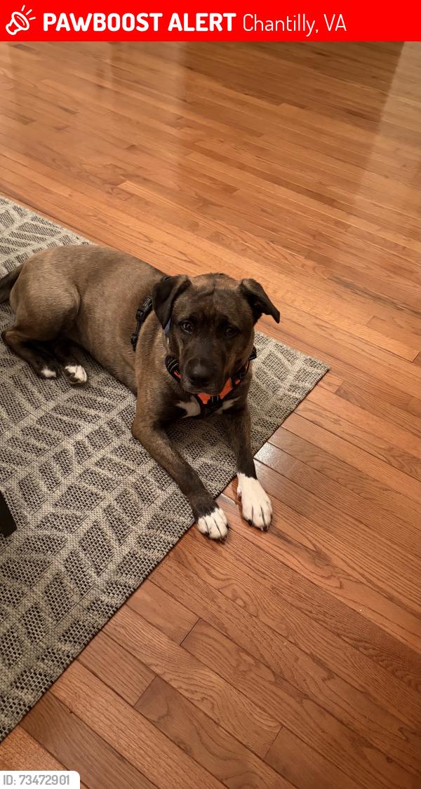 Lost Female Dog last seen Poplar tree and walney, Chantilly, VA 20151