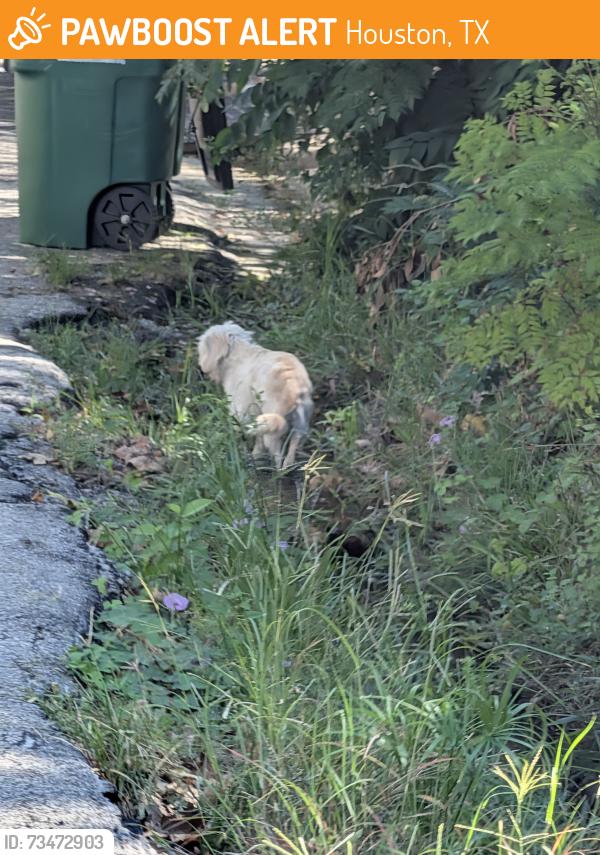 Found/Stray Unknown Dog last seen Bartlett and Greenbriar, Houston, TX 77098
