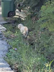Found/Stray Unknown Dog last seen Bartlett and Greenbriar, Houston, TX 77098