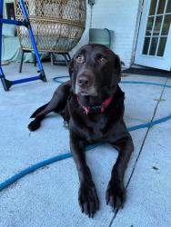 Reunited Female Dog last seen Sleepy Bear Lane, Sorrento, Lake County, FL 32776
