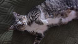 Lost Female Cat last seen Rock St/Orchard St, Acushnet, MA 02743