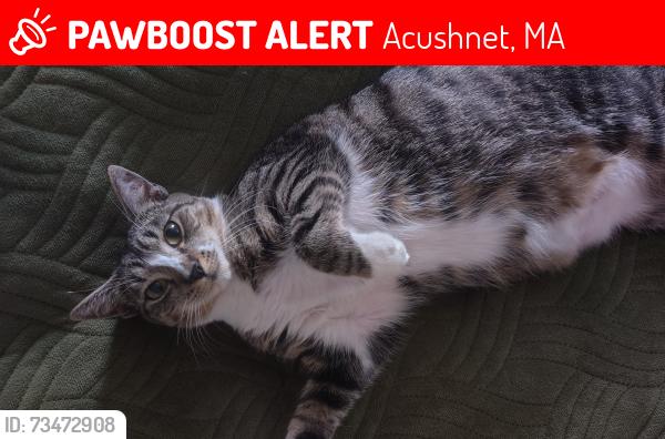 Lost Female Cat last seen Rock St/Orchard St, Acushnet, MA 02743