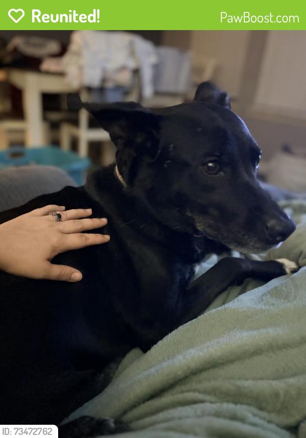 Reunited Female Dog last seen Timberland and Park Vista, Fort Worth, TX 76244