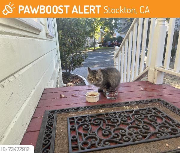 Found/Stray Unknown Cat last seen Acacia, Stockton, CA 95203