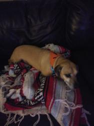 Lost Male Dog last seen Doe Run, Sawmills, NC 28638