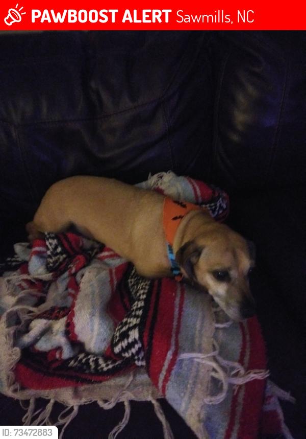 Lost Male Dog last seen Doe Run, Sawmills, NC 28638