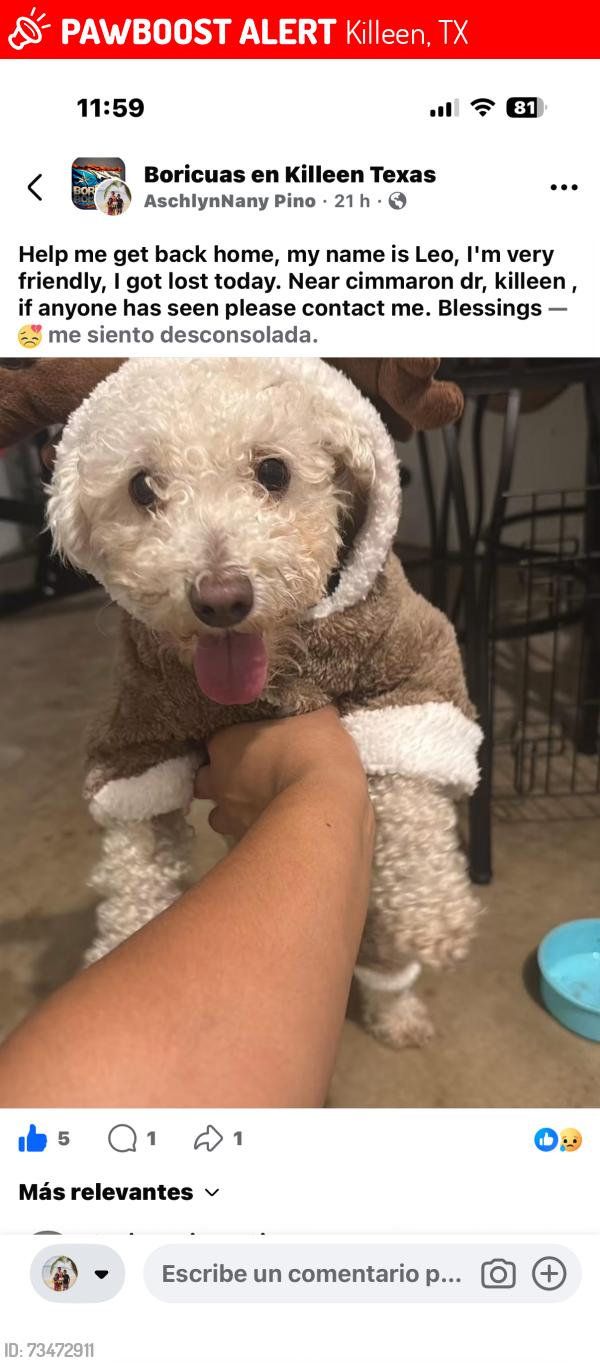 Lost Male Dog last seen Cimmaron drive killeen, Killeen, TX 76543