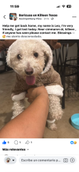 Lost Male Dog last seen Cimmaron drive killeen, Killeen, TX 76543