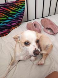 Lost Female Dog last seen Pierce st going south, Arvada, CO 80003