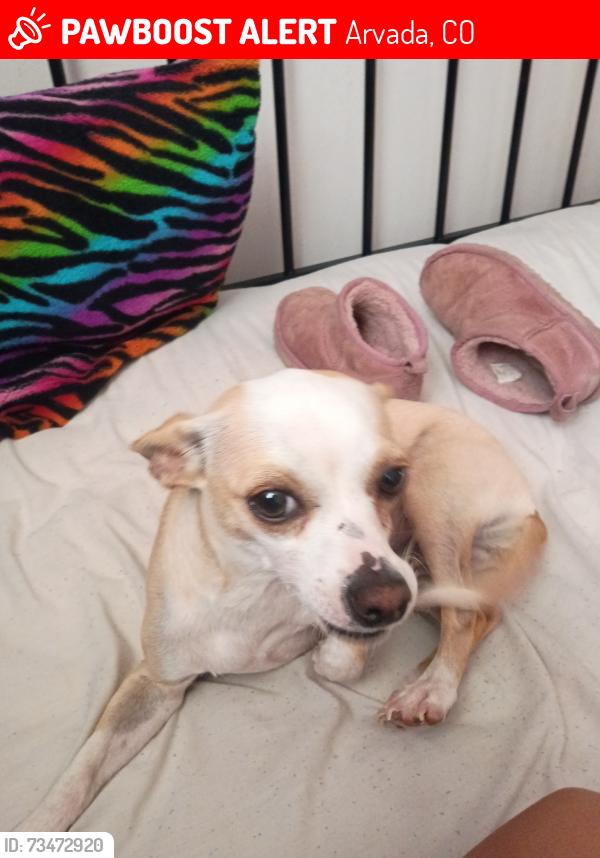 Lost Female Dog last seen Pierce st going south, Arvada, CO 80003