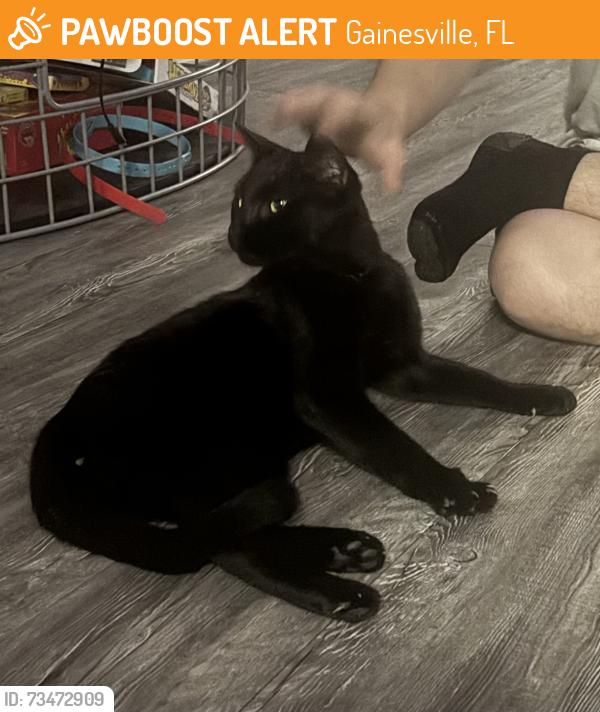 Found/Stray Male Cat last seen Was around building 29 at cabana beach, Gainesville, FL 32607