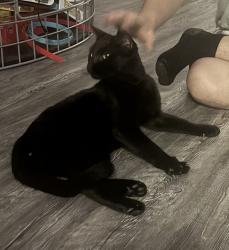 Found/Stray Male Cat last seen Was around building 29 at cabana beach, Gainesville, FL 32607