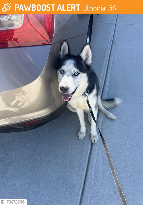 Found/Stray Male Dog last seen Near Secretariat Dr, Lithonia Ga 30058, Lithonia, GA 30058