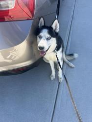 Found/Stray Male Dog last seen Near Secretariat Dr, Lithonia Ga 30058, Lithonia, GA 30058