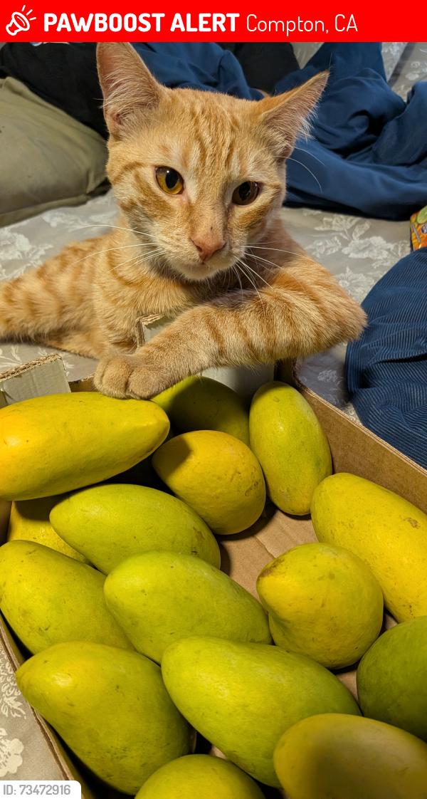 Lost Male Cat last seen Alondra, Compton, CA 90221